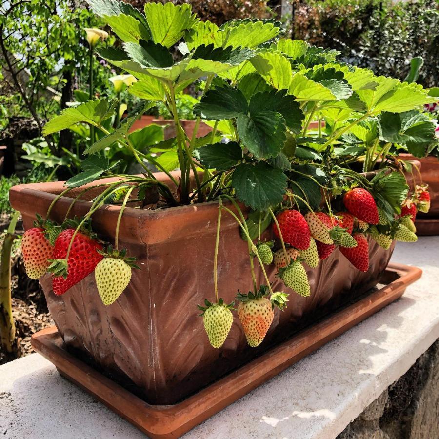 Lauricella Bed And Breakfast Lipari  Luaran gambar